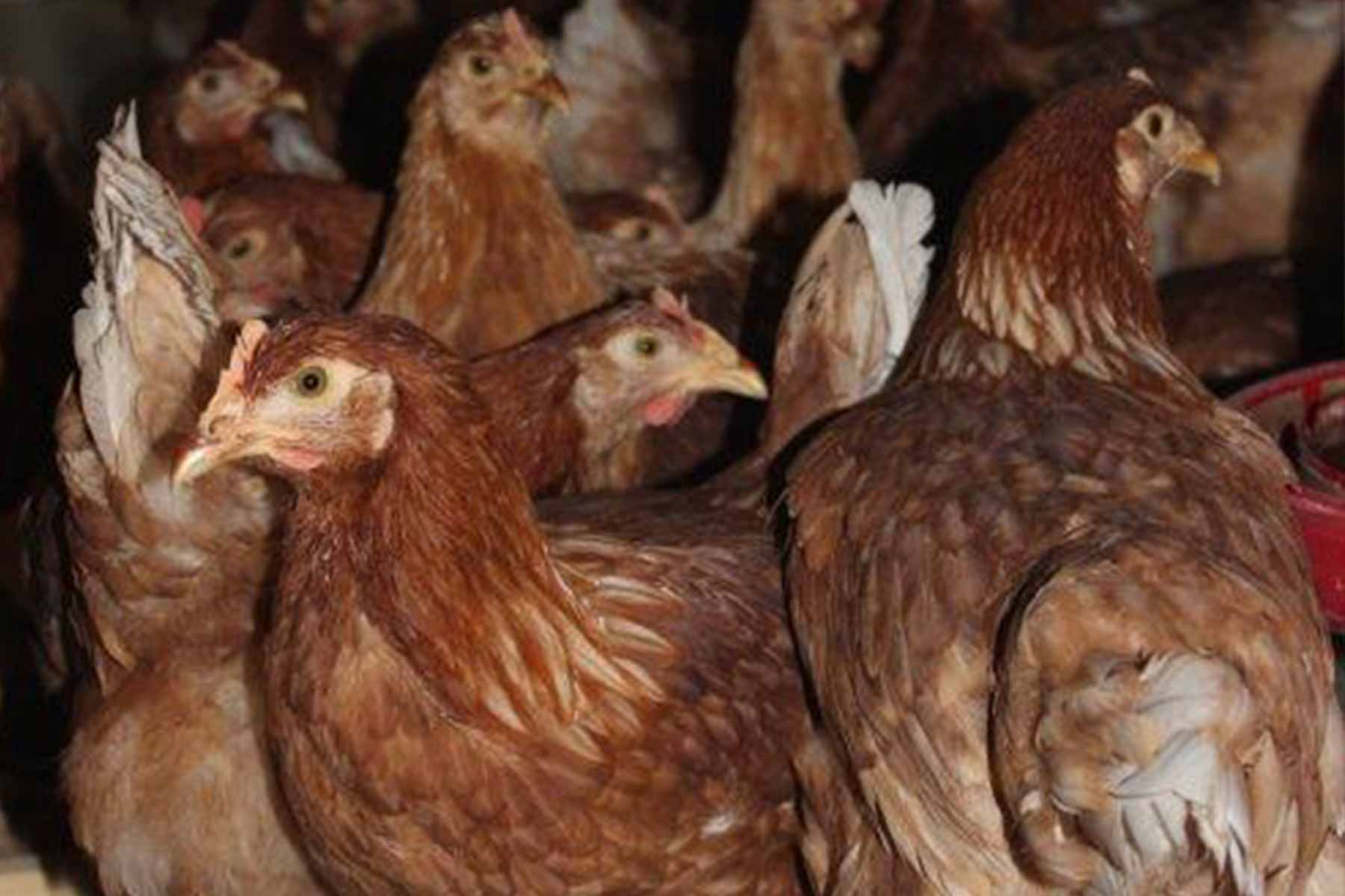 Hühner im Hühnerstall des Kirschleitenhofs