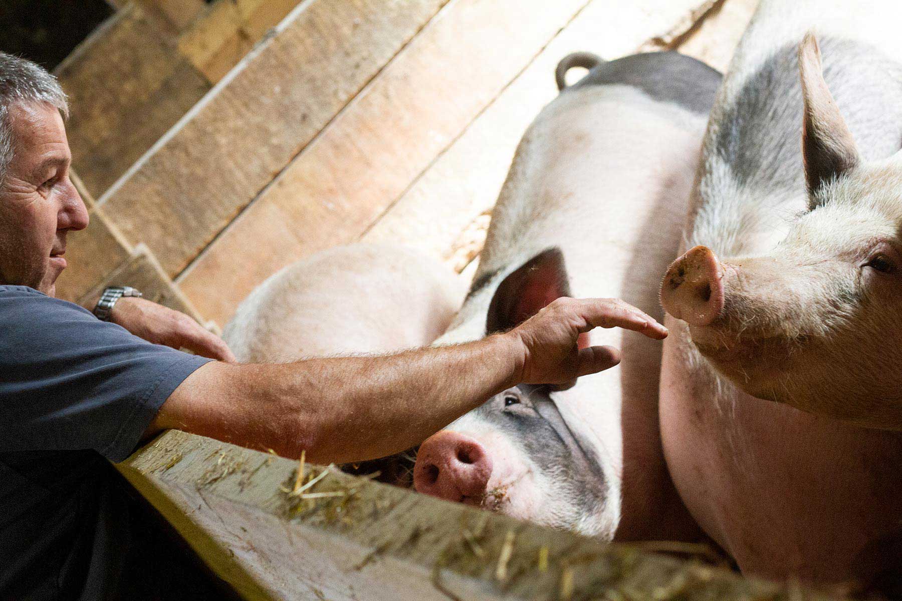 Bauer streichelt Schwein in Schweinestall