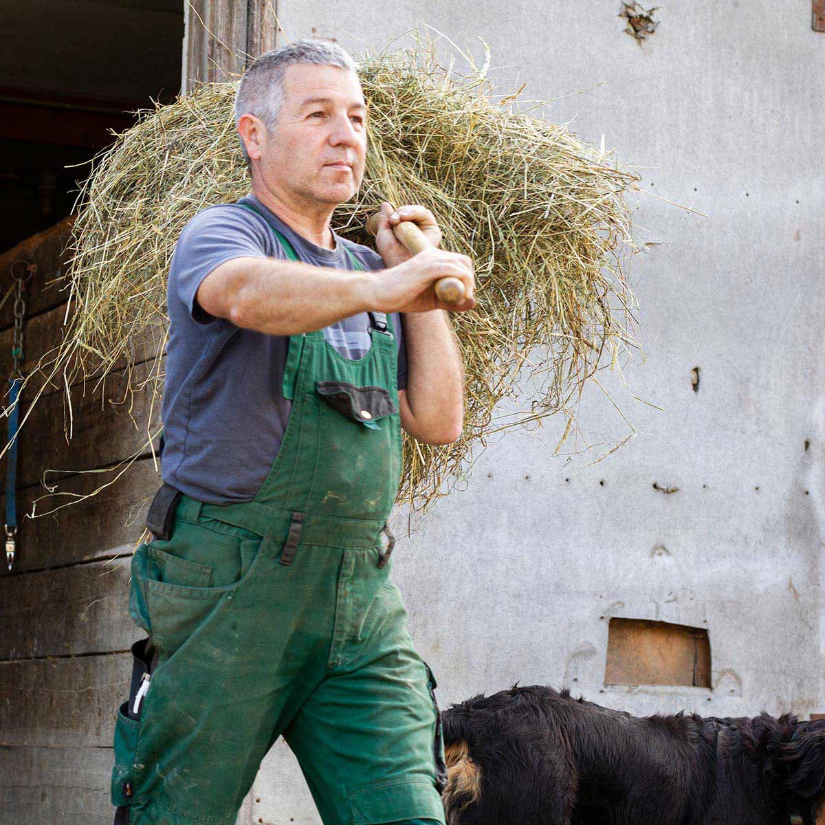 Bauer Herbert füttert die Pferde mit frischem Futter