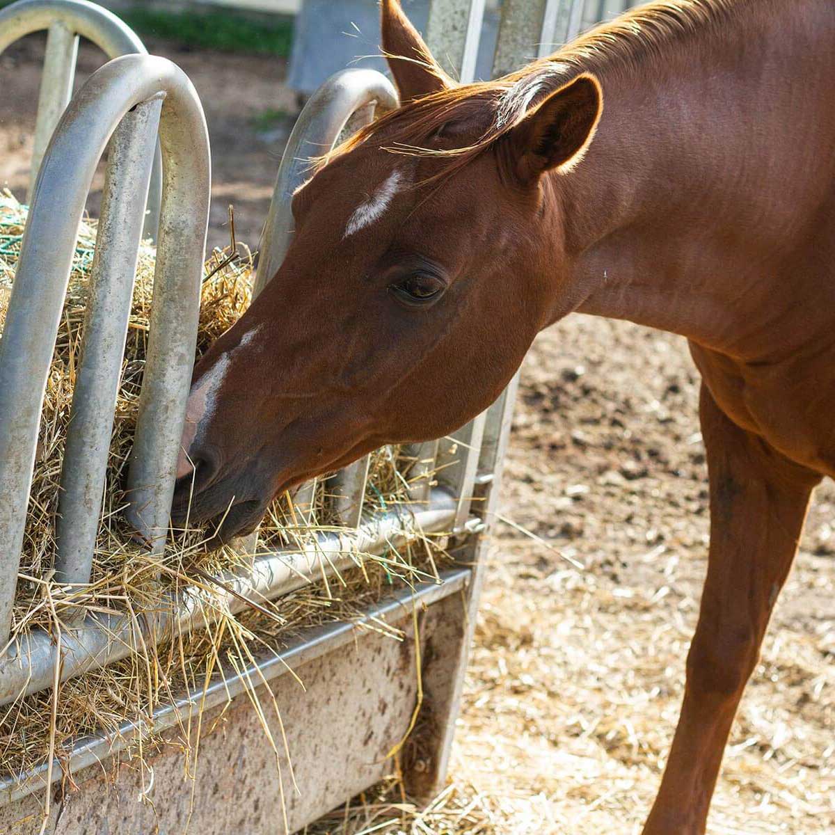 Pferd, das das frische Futter am Kirschleitenhof genießt